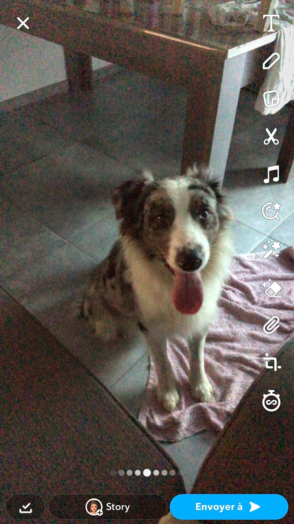 Tiago a rejoint le concours — aidez-le/la à gagner de superbes lots ! canidae, carnivore, companion_dog, dog, dog_breed, flooring, herding_dog, paw, photo_caption, snout, sporting_group, terrestrial_animal, working_dog