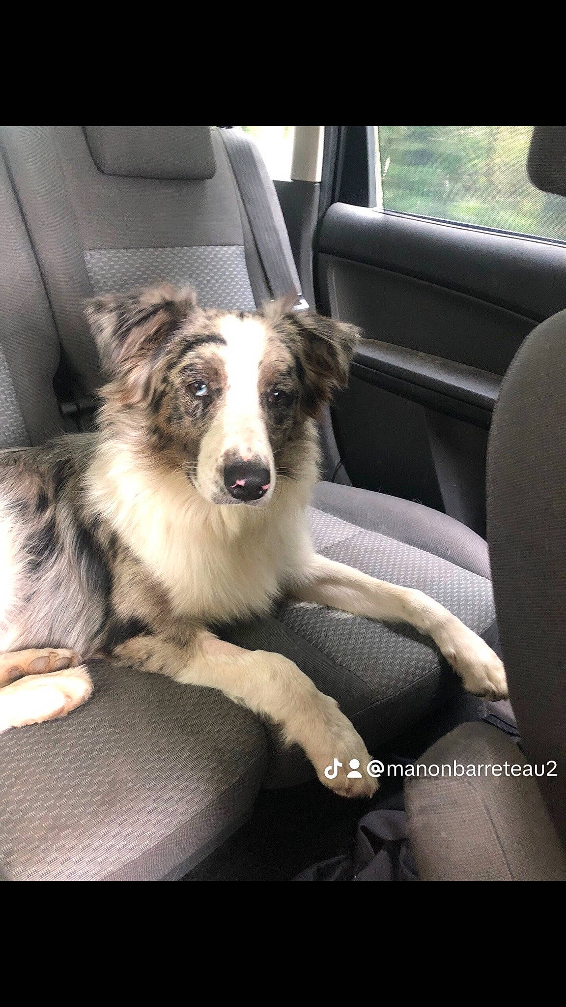 Tiago a rejoint le concours — aidez-le/la à gagner de superbes lots ! canidae, car, car_seat, car_seat_cover, carnivore, comfort, companion_dog, dog, dog_breed, family_car, fur, head_restraint, herding_dog, personal_luxury_car, plant, sporting_group, terrestrial_animal, vehicle, vehicle_door, working_dog