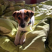 Loompa a rejoint le concours — aidez-le/la à gagner de superbes lots ! adorable, animal, bed, blanket, canine, collar, comfort, cozy, cute, dog, domestic, fur, indoor, pet, puppy, resting, sleepy, sunlight, warm, young