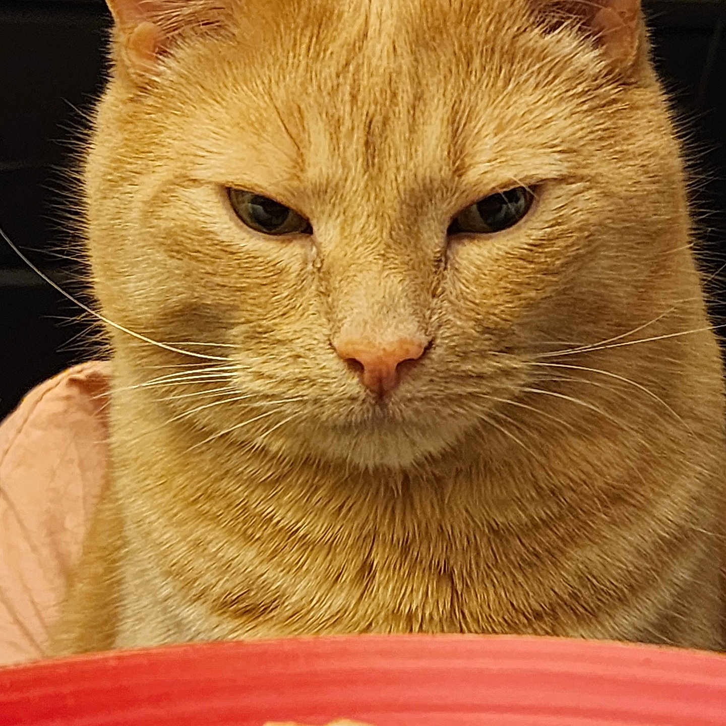 Rhaegar is registered to the contest to win money with this photo: abyssinian, angora, animal, bowl, breakfast, cat, citrusfruit, dish, food, fruit, kitten, lunch, manx, meal, orange, pet, plant, produce, siamese, snack