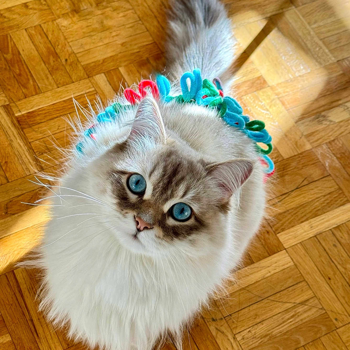 Tao participe au concours pour gagner de l'argent avec cette photo : accessories, angora, animal, cat, flower, flowerarrangement, hardwood, indoors, interiordesign, jewelry, kitten, leash, manx, necklace, pet, plywood, siamese, stainedwood, strap, wood