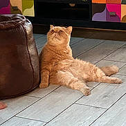 Luiggi participe au concours pour gagner de l'argent avec cette photo : cat, orange_cat, pet, indoor, floor, tile_floor, furniture, ottoman, leisure, relaxed, animal, mammal, home, cabinet, colorful, figurine, decor, eiffel_tower_souvenir, frog_figurine, cozy