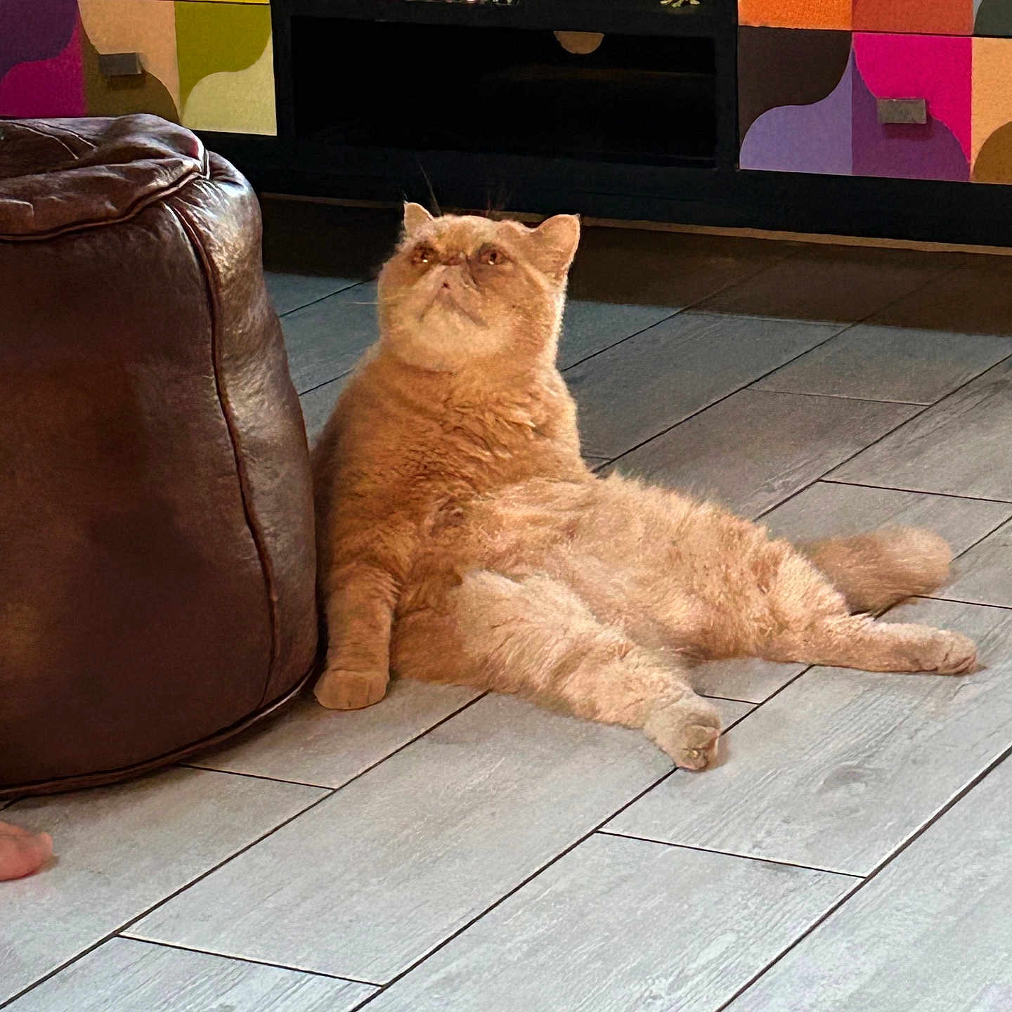 Luiggi participe au concours pour gagner de l'argent avec cette photo : cat, orange_cat, pet, indoor, floor, tile_floor, furniture, ottoman, leisure, relaxed, animal, mammal, home, cabinet, colorful, figurine, decor, eiffel_tower_souvenir, frog_figurine, cozy