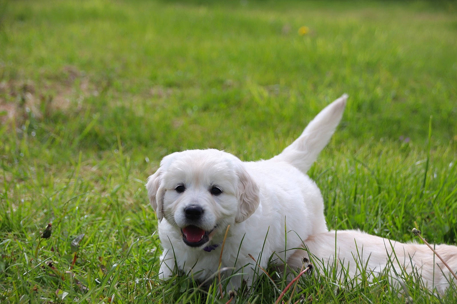 Vyta participe au concours pour gagner de l'argent avec cette photo : carnivore, companion_dog, dog, dog_breed, grass, grassland, non_sporting_group, plant, polish_tatra_sheepdog, puppy, sporting_group, working_animal
