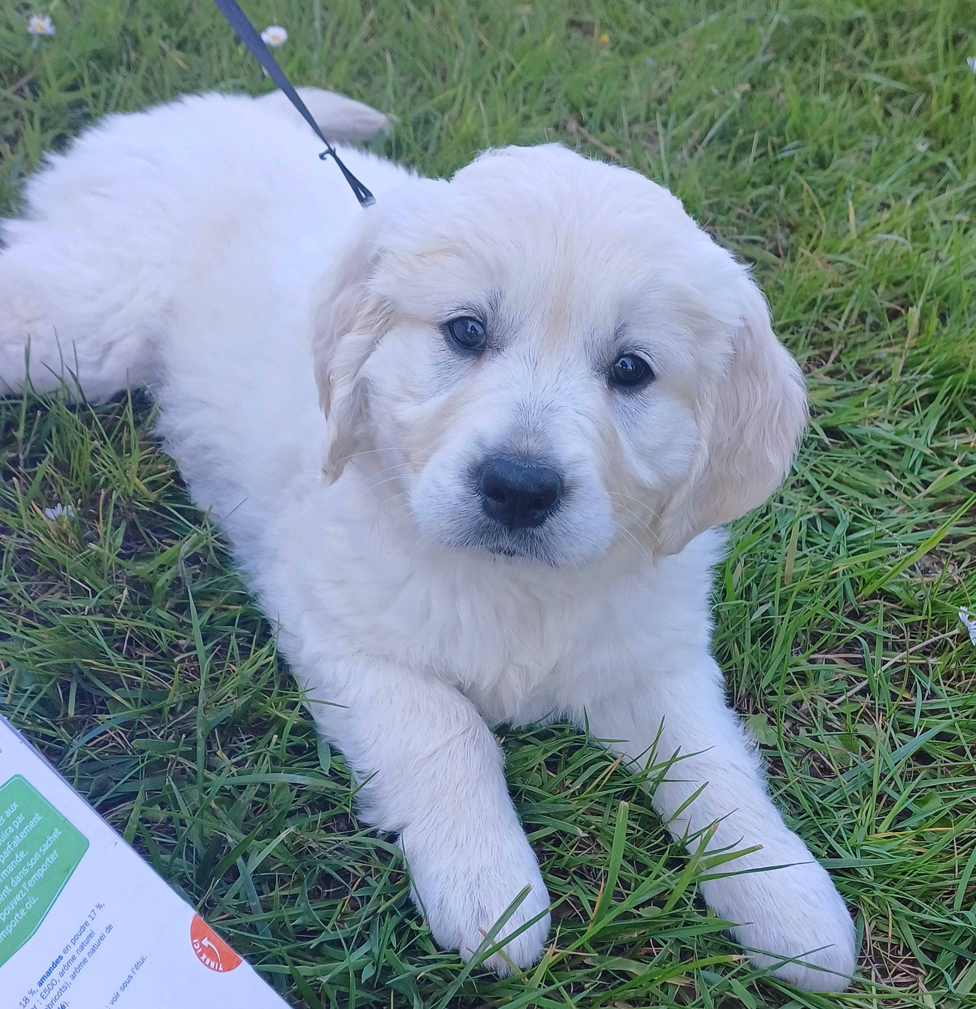 Vyta participe au concours pour gagner de l'argent avec cette photo : carnivore, companion_dog, dog, dog_breed, grass, non_sporting_group, plant, puppy, sporting_group, tail, terrestrial_animal, terrier, toy_dog, working_animal