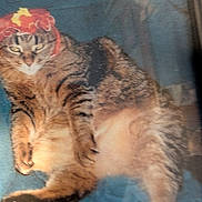 Teetee is registered to the contest to win money with this photo: cat, tabby_cat, hat, blue_background, pet, animal, feline, lying_down, fur, whiskers, paws, cute, domestic_animal, indoor, relaxed, looking_at_camera, striped, mammal, one_animal, resting