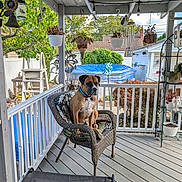 Boss is registered to the contest to win money with this photo: dog, wicker_chair, porch, plants, hanging_plants, garden_decorations, pool_cover, fence, tree, potted_plants, outdoor, daylight, pet, collar, leaves, wooden_floor, residential, quiet, relaxing, furniture