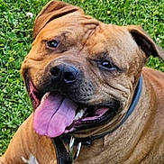 Simba participe au concours pour gagner de l'argent avec cette photo : dog, tongue, grass, happy, pet, canine, animal, outdoor, collar, brown, close_up, smiling, friendly, cute, fur, muzzle, ears, playful, nature, domestic