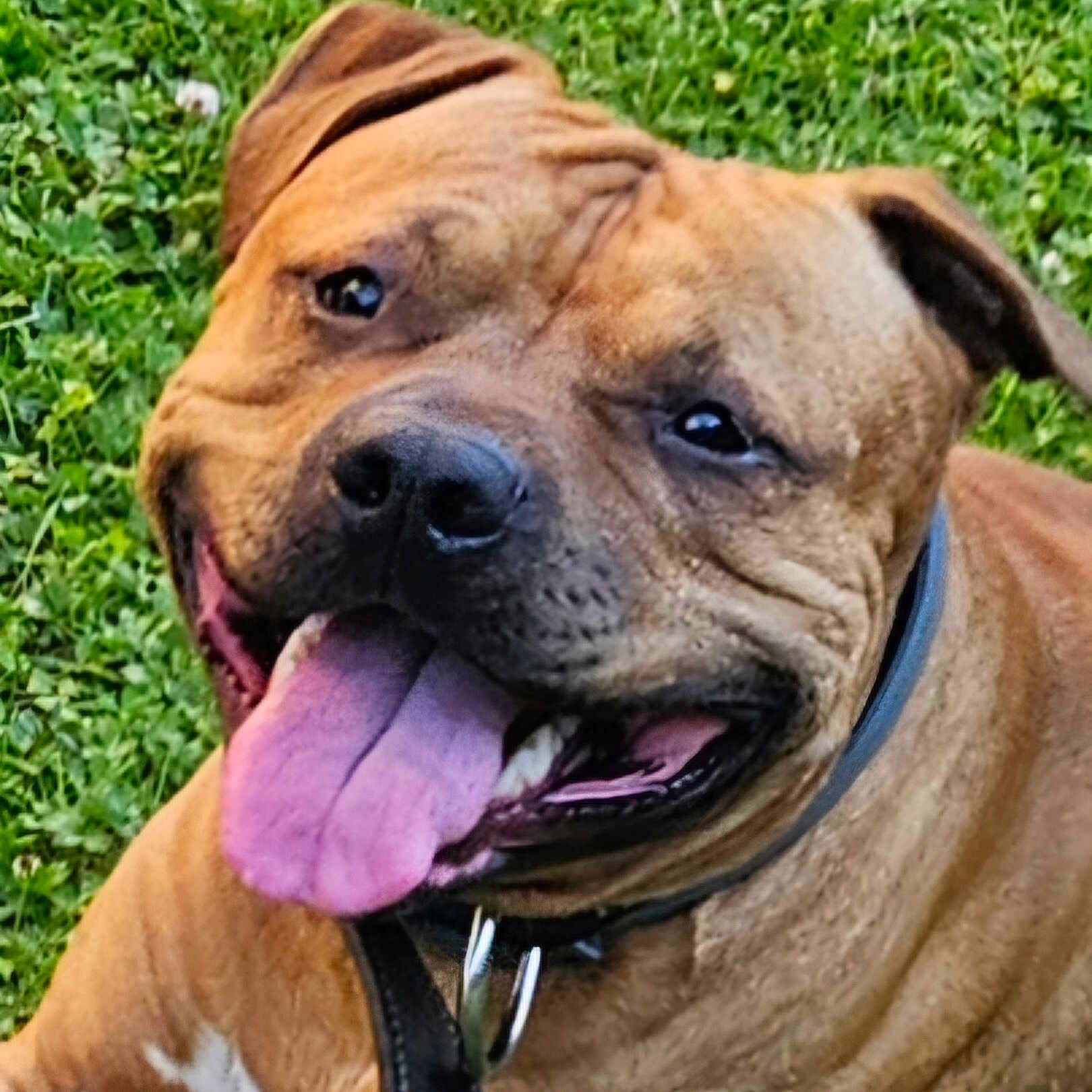Simba participe au concours pour gagner de l'argent avec cette photo : animal, brown, canine, close_up, collar, cute, dog, domestic, ears, friendly, fur, grass, happy, muzzle, nature, outdoor, pet, playful, smiling, tongue