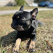 Dookie joined the competition — help win amazing prizes! animal, black_dog, blurred_background, calm, canine, close_up, daytime, dog, ears_up, grass, laying_down, nature, outdoor, paw, pet, portrait, relaxing, shiny_coat, sunlight, tan_paws