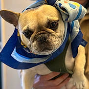 Polette participe au concours pour gagner de l'argent avec cette photo : accessory, animal, brown_eyes, close_up, cute, dog, expression, fashion, french_bulldog, hands, headwrap, holding, indoor, person, pet, portrait, scarf, soft_focus, warm_lighting, wrinkles