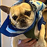 accessory, animal, brown_eyes, close_up, cute, dog, expression, fashion, french_bulldog, hands, headwrap, holding, indoor, person, pet, portrait, scarf, soft_focus, warm_lighting, wrinkles