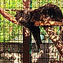Wesley participe au concours pour gagner de l'argent avec cette photo : cat, tabby, fence, mesh, wooden_platform, sunlight, shadow, outdoor, pet, animal, resting, nature, greenery, enclosure, fur, whiskers, eyes, tree_branch, relaxing, daylight