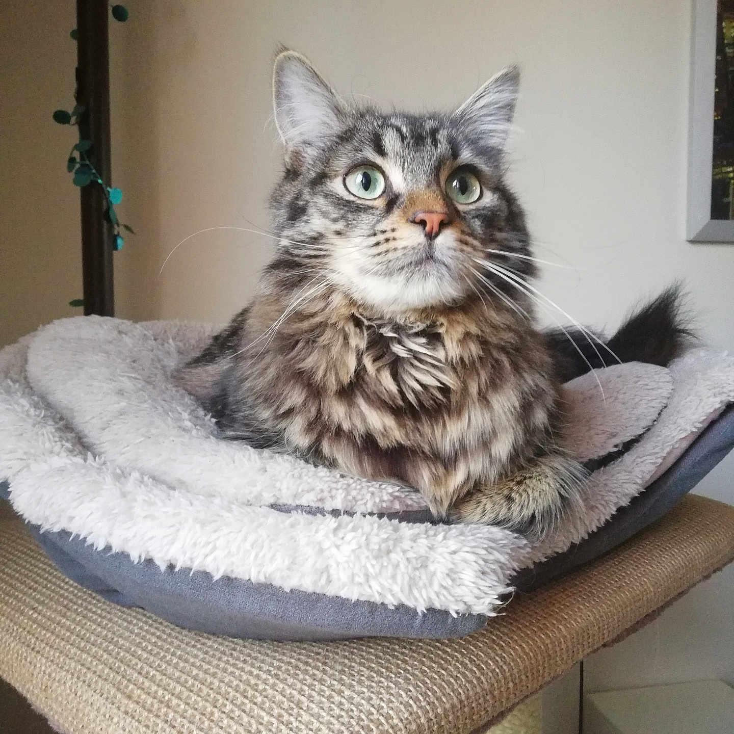 Wesley a rejoint le concours — aidez-le/la à gagner de superbes lots ! animal, bed, cat, cozy, cute, domestic_cat, feline, fluffy, fur, green_eyes, household, indoor, pet, portrait, relaxed, resting, scratching_post, soft, tabby, whiskers