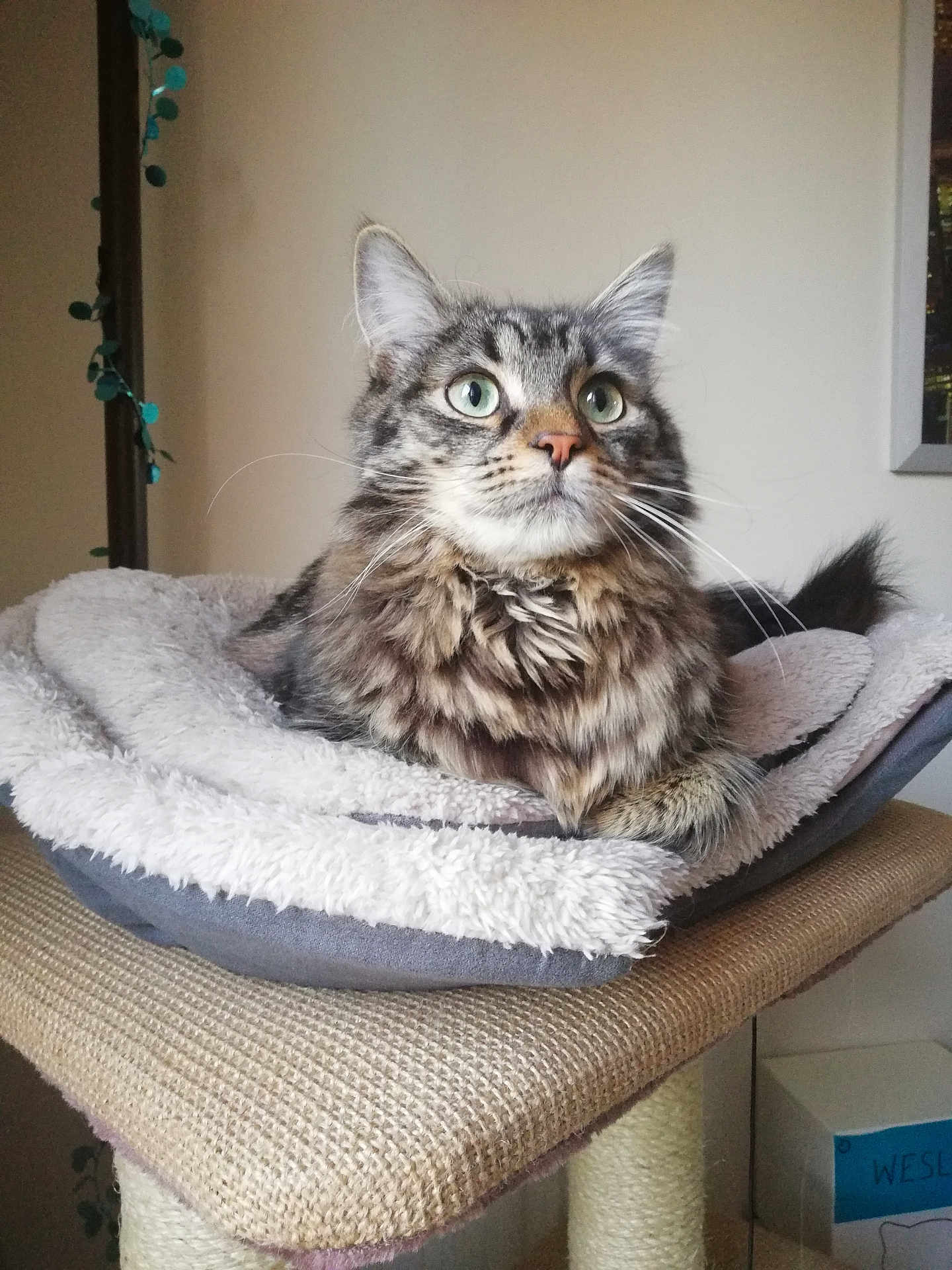 Wesley a rejoint le concours — aidez-le/la à gagner de superbes lots ! cat, tabby, pet, indoor, feline, scratching_post, bed, cozy, fur, whiskers, animal, cute, relaxed, green_eyes, domestic_cat, resting, fluffy, portrait, household, soft