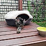 Wesley participe au concours pour gagner de l'argent avec cette photo : cat, tabby_cat, pet_bed, wooden_deck, water_bowl, outdoor, fence, brick_wall, greenery, leafy_plants, relaxing, stretching, pet, animal, fur, paw, resting, cozy, daylight, nature