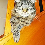Wesley participe au concours pour gagner de l'argent avec cette photo : cat, tabby, fluffy, pet, animal, feline, staircase, wood, paw, whiskers, indoor, fur, portrait, relaxed, closeup, domestic_cat, looking_at_camera, house, railing, resting