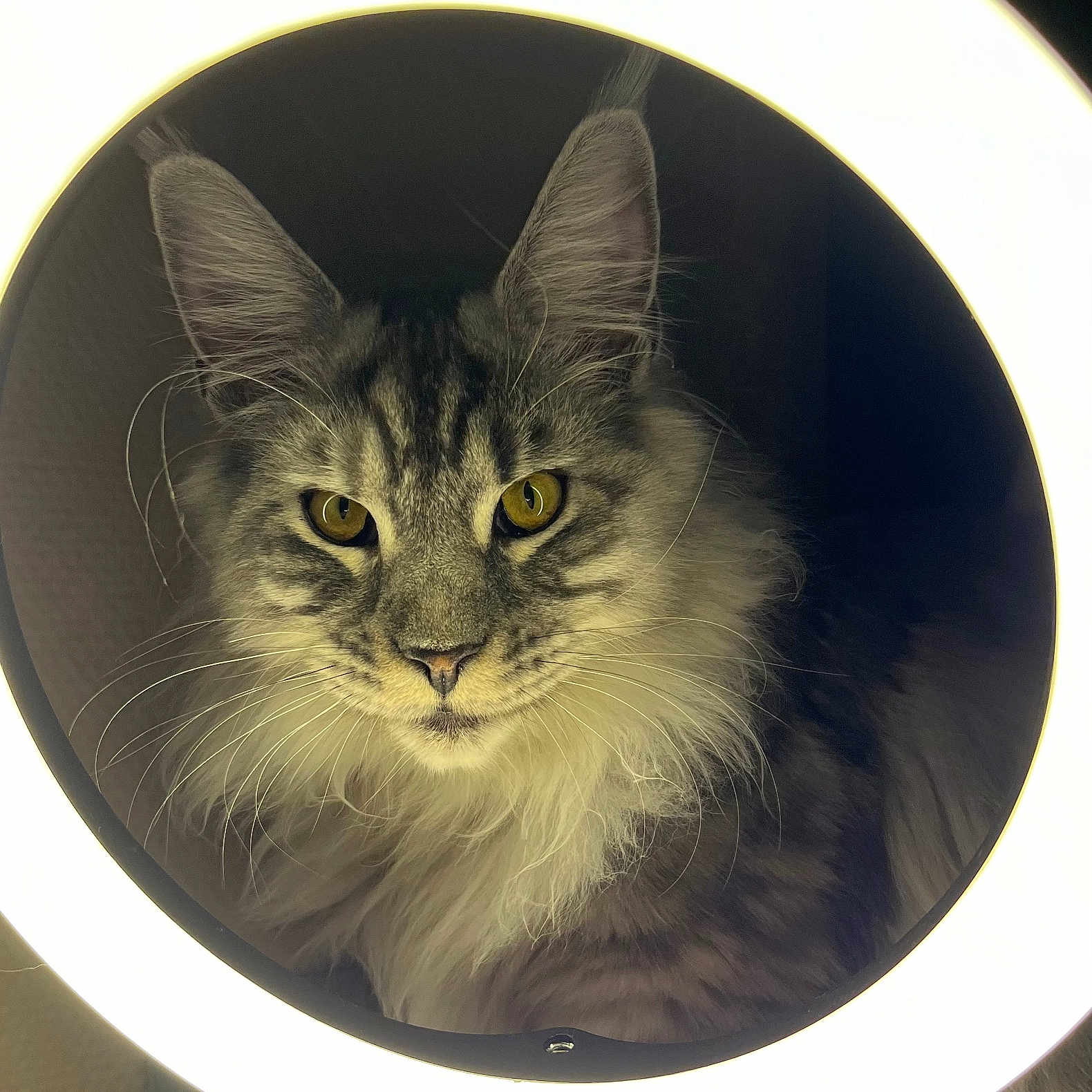 Yuna a rejoint le concours — aidez-le/la à gagner de superbes lots ! abyssinian, angora, animal, art, cat, face, fisheye, head, hole, kitten, light, lighting, manx, person, pet, photography, porcelain, portrait, siamese, window