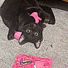 Midnight joined the competition — help win amazing prizes! animal, black_cat, carpet, carpet_floor, cat, claws, curious, cute, domestic_cat, feline, floor, indoor, pet, pet_toy, pink_toy, playful, toy, upside_down, wide_eyes, wooden_furniture