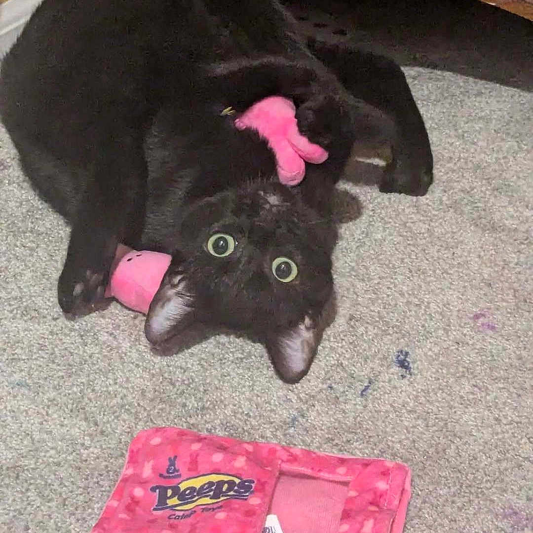 Midnight joined the competition — help win amazing prizes! animal, black_cat, carpet, carpet_floor, cat, claws, curious, cute, domestic_cat, feline, floor, indoor, pet, pet_toy, pink_toy, playful, toy, upside_down, wide_eyes, wooden_furniture