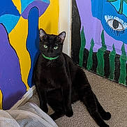Midnight is registered to the contest to win money with this photo: abstract_art, animal, artistic, black_cat, carpet, cat, colorful_wall, corner, domestic_cat, fabric, feline, green_collar, green_eyes, indoor, mural, painted_wall, pet, relaxed, sitting, texture