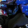 Midnight is registered to the contest to win money with this photo: animal, black_cat, blanket, cat, close_up, colorful, comfort, cozy, curious, cute, domestic_animal, eyes, fabric, fur, indoor, patterned_blanket, pet, resting, soft_texture, wrapped