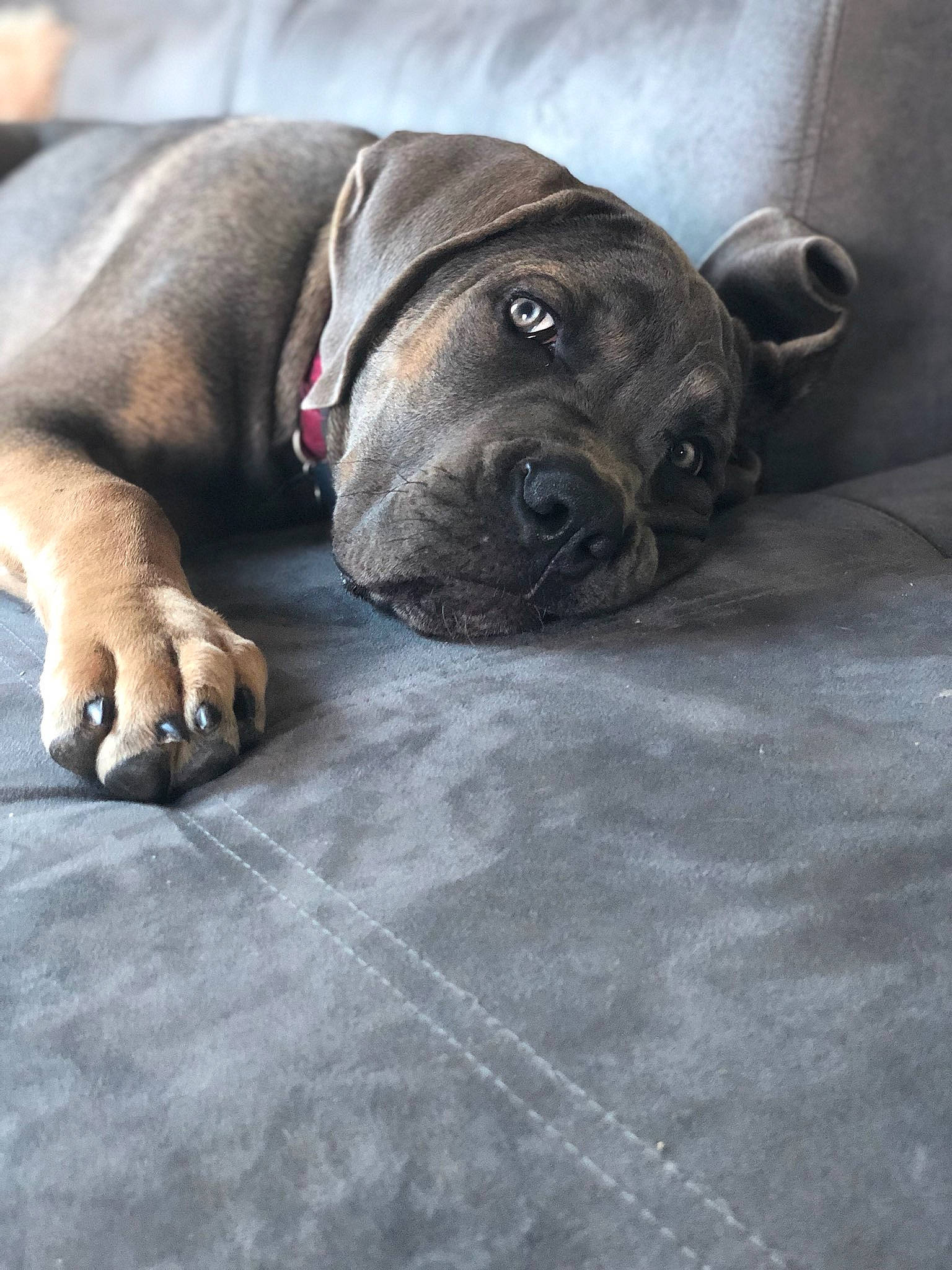 Pookie a rejoint le concours — aidez-le/la à gagner de superbes lots ! american_pit_bull_terrier, boerboel, bullmastiff, cane_corso, canidae, carnivore, companion_dog, dog, dog_breed, fawn, mammal, molosser, non_sporting_group, perro_de_presa_canario, puppy, snout, sporting_group