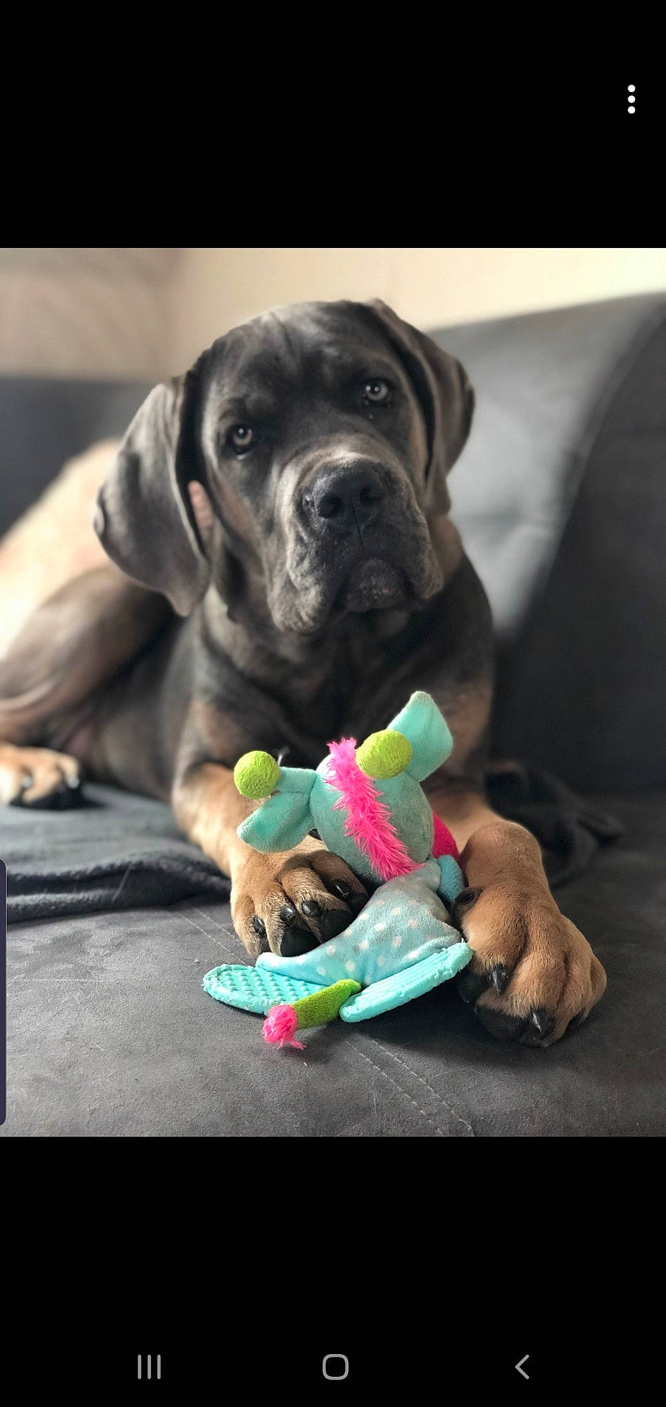 Pookie a rejoint le concours — aidez-le/la à gagner de superbes lots ! beagador, cane_corso, canidae, carnivore, dog, dog_breed, dog_toy, english_mastiff, fawn, fila_brasileiro, giant_dog_breed, great_dane, guard_dog, mammal, molosser, puppy, snout, sporting_group, vertebrate, working_dog