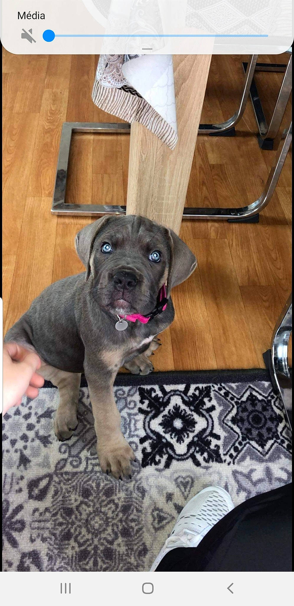 Pookie a rejoint le concours — aidez-le/la à gagner de superbes lots ! bandog, boerboel, bullmastiff, cane_corso, canidae, carnivore, dog, dog_breed, fawn, great_dane, guard_dog, mammal, molosser, non_sporting_group, puppy, rare_breed_dog, snout, sporting_group, vertebrate, working_dog