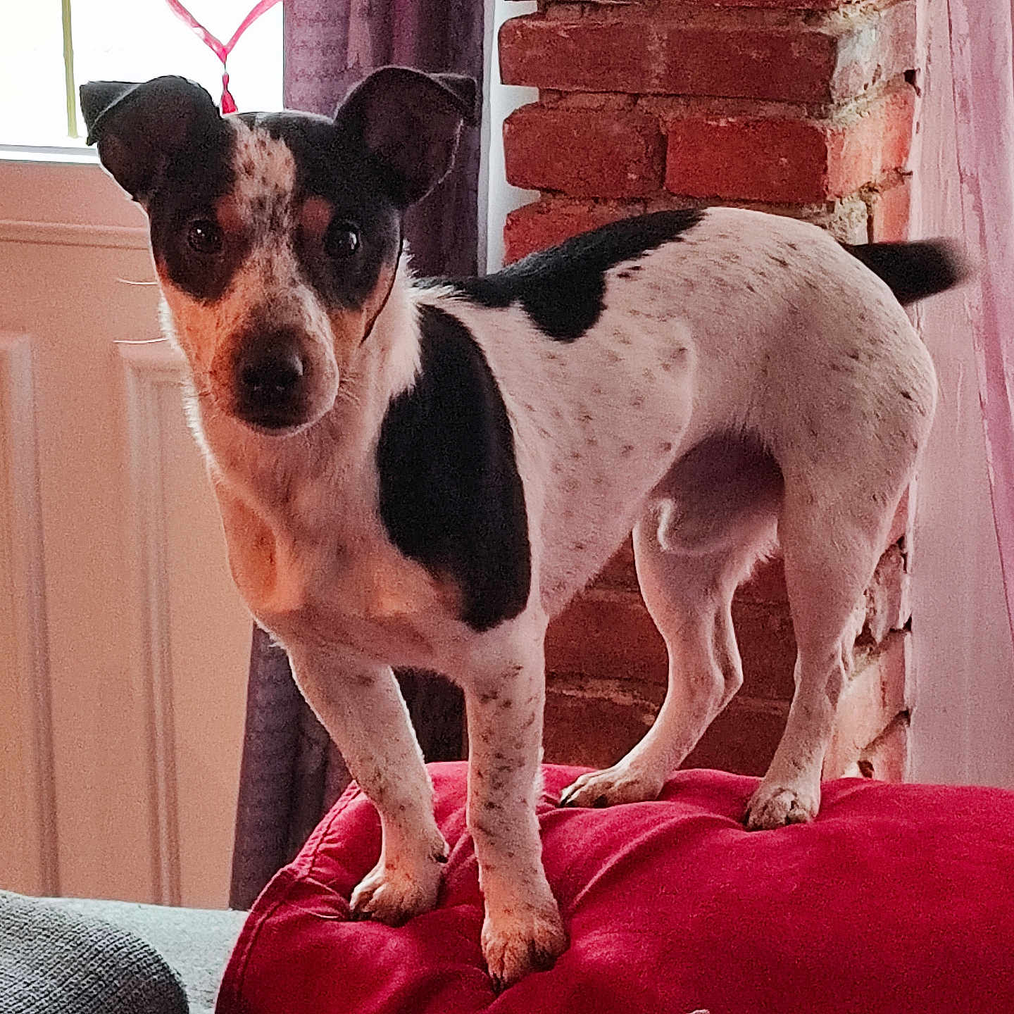 Ulysse participe au concours pour gagner de l'argent avec cette photo : accessories, animal, brick, bulldog, canine, chihuahua, couch, cushion, dog, furniture, homedecor, hound, indoors, interiordesign, linen, pet, pointer, puppy, strap, terrier