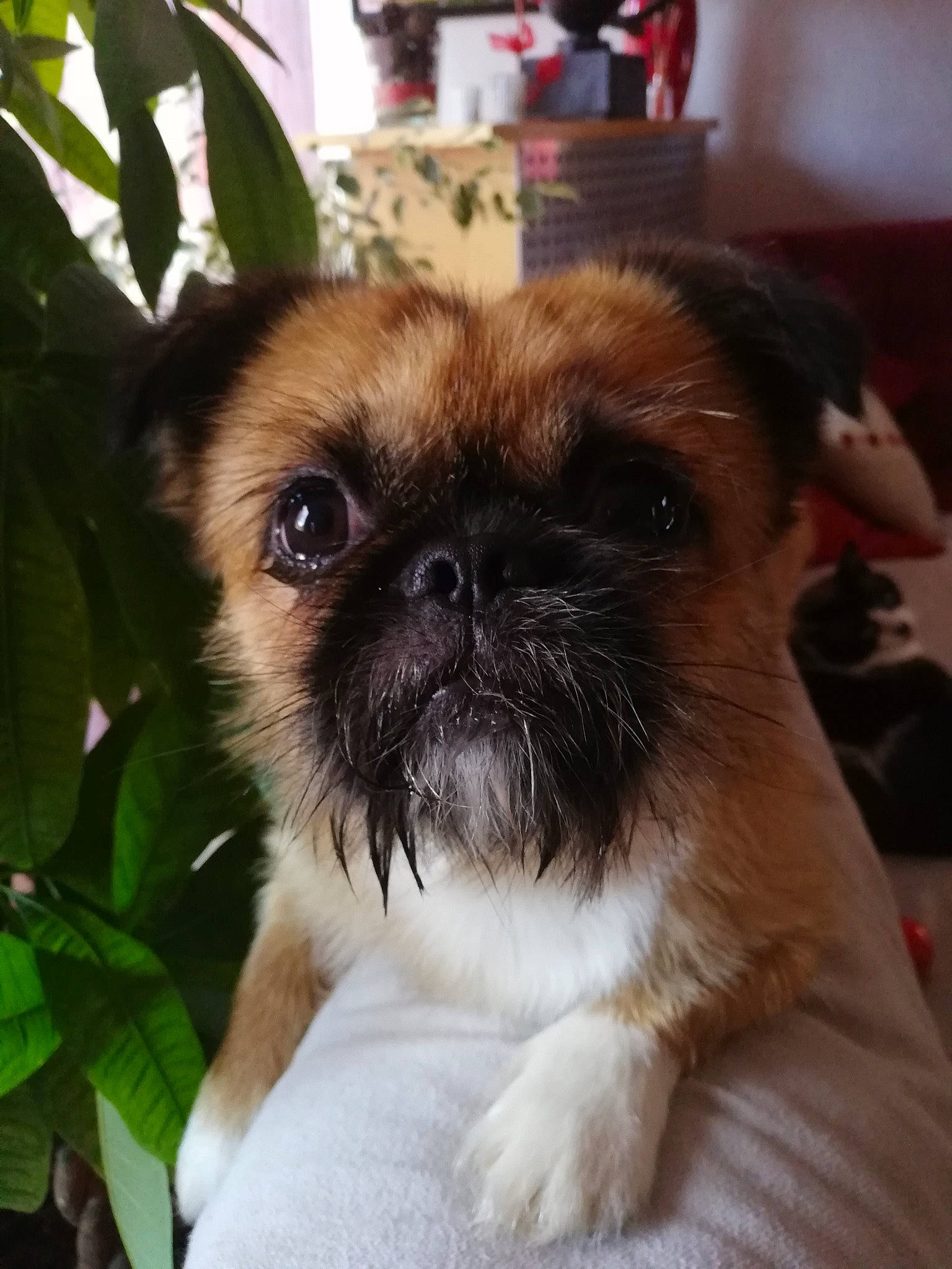 Narko a rejoint le concours — aidez-le/la à gagner de superbes lots ! ancient_dog_breeds, border_terrier, canidae, carnivore, chinese_imperial_dog, companion_dog, dog, dog_breed, eye, fawn, griffon_bruxellois, mammal, puppy, puppy_love, shih_tzu, snout, sporting_group, toy_dog, vertebrate, whiskers