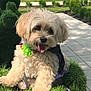 animal, cute, dog, fluffy, fur, grass_sculpture, green_flower, happy, leash, nature, outdoor, park, pet, playful, shrubbery, sidewalk, small_dog, summer, sunny, tongue_out