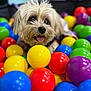 animal, background_blur, cheerful, closeup, colorful, cute, dog, fun, fur, happy, indoor, multicolor, pet, plastic_balls, playful, portrait, small_dog, smiling, tongue_out, toy