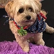 Lucie is registered to the contest to win money with this photo: accessory, animal, bandana, blue_bandana, carpet, close_up, companion, curious, cute, dog, fluffy, fur, green_flower, indoor, pet, portrait, purple_rug, sitting, small_dog, textured_rug