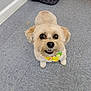adorable, animal, bandana, companion, cute, dog, domestic, ears, eyes, flooring, fluffy, fur, indoor, looking_up, mouth, nose, pet_bed, small_dog, tile_floor, waiting