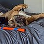 dog, bed, toy, playing, upside_down, brown_dog, white_chest, paw, teeth, indoor, gray_bedding, relaxed, pet, canine, fur, snout, resting, comfortable, happy, animal