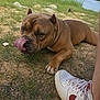 dog, brown_dog, tongue_out, grass, lake, water, rocks, sneaker, shoe, nike, person, outdoor, nature, sky, clouds, paw, tongue, animal, playful, summer