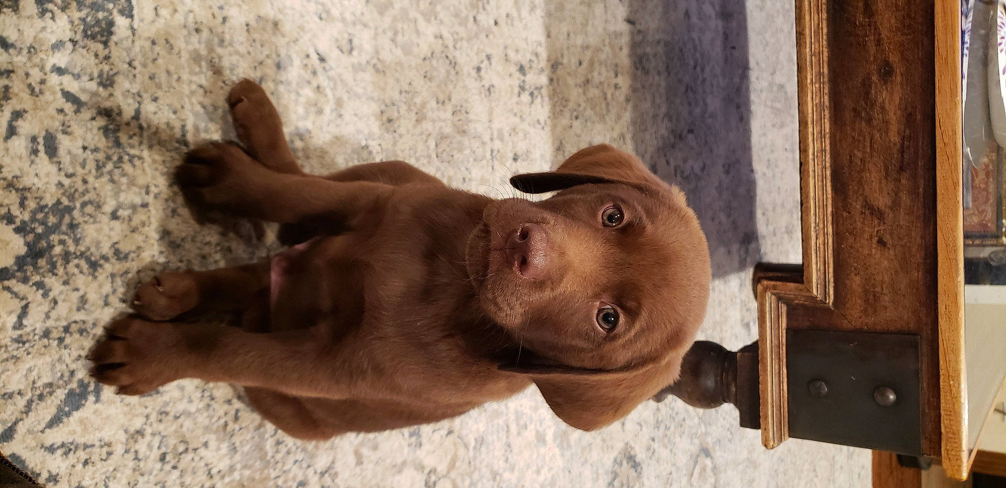 Bear joined the competition — help win amazing prizes! beige, brown, canidae, carnivore, companion_dog, dog, dog_breed, fawn, jaw, liver, mammal, skin, snout, sporting_group, street_dog, tan, wood_stain, working_animal, working_dog