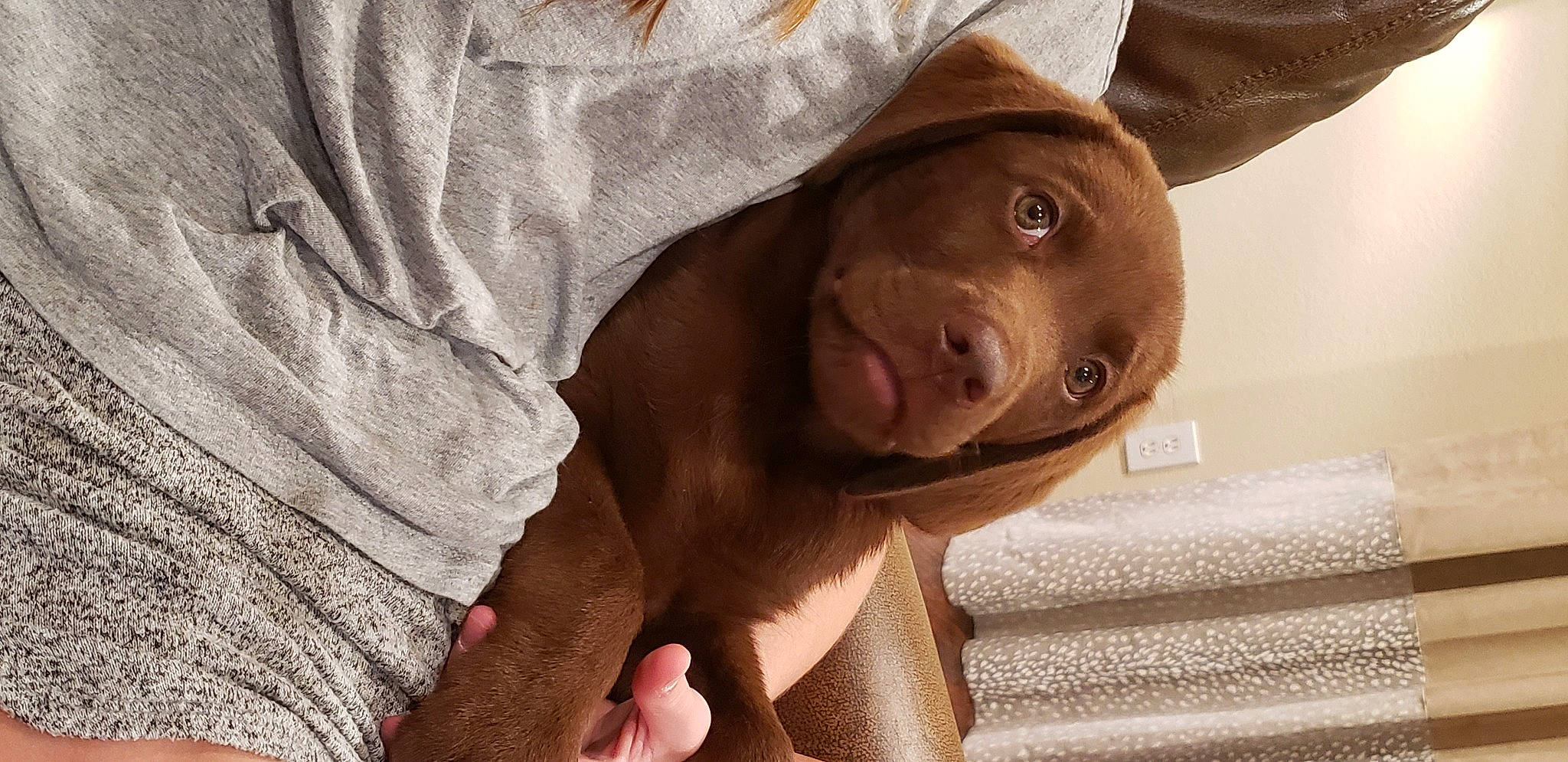 Bear is registered to the contest to win money with this photo: brown, canidae, carnivore, comfort, companion_dog, dog, dog_breed, fawn, flesh, liver, skin, snout, sporting_group, tan, working_animal, working_dog