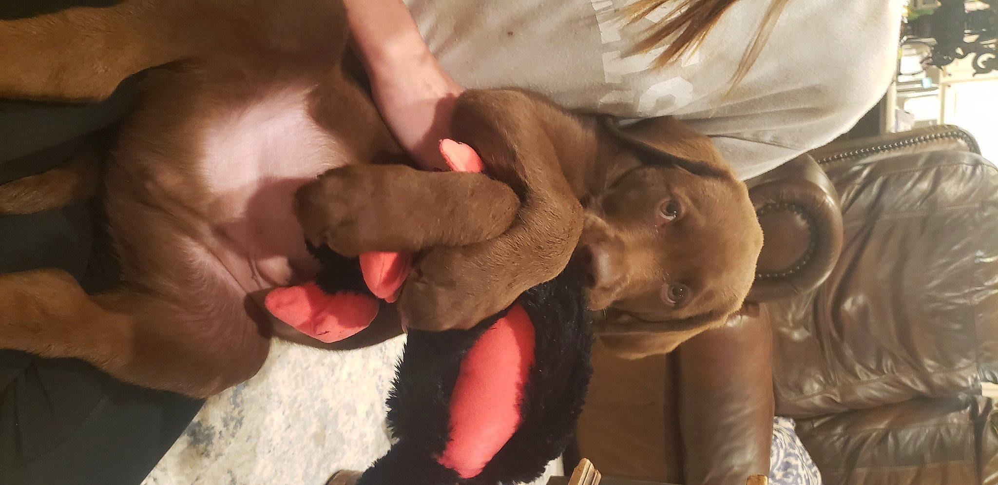 Bear joined the competition — help win amazing prizes! canidae, carnivore, collar, comfort, companion_dog, dog, dog_breed, interaction, liver, love, nail, paw, puppy_love, skin, snout, sporting_group, tongue, tooth, working_animal, wrinkle