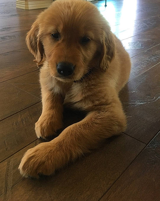 Huckleberry joined the competition — help win amazing prizes! ancient_dog_breeds, beagador, canidae, carnivore, companion_dog, dog, dog_breed, fawn, golden_retriever, mammal, paw, puppy, retriever, small_greek_domestic_dog, snout, sporting_group, vertebrate