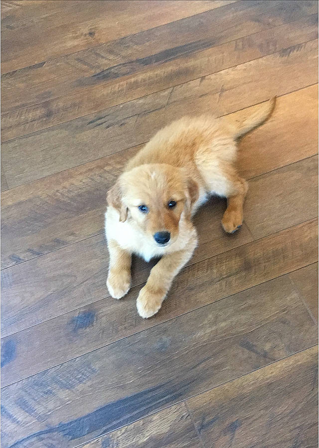 Huckleberry joined the competition — help win amazing prizes! canidae, carnivore, cavachon, companion_dog, dog, dog_breed, fawn, golden_retriever, mammal, puppy, retriever, small_greek_domestic_dog, snout, sporting_group, tail, vertebrate, wood