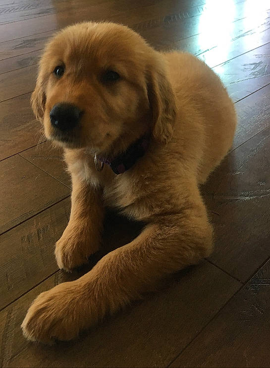 Huckleberry is registered to the contest to win money with this photo: beagador, canidae, carnivore, companion_dog, dog, dog_breed, fawn, golden_retriever, mammal, puppy, retriever, snout, sporting_group, vertebrate