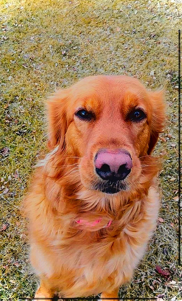 Huckleberry is registered to the contest to win money with this photo: basque_shepherd_dog, canidae, carnivore, companion_dog, dog, dog_breed, golden_retriever, hovawart, mammal, nova_scotia_duck_tolling_retriever, rare_breed_dog, retriever, snout, sporting_group, vertebrate