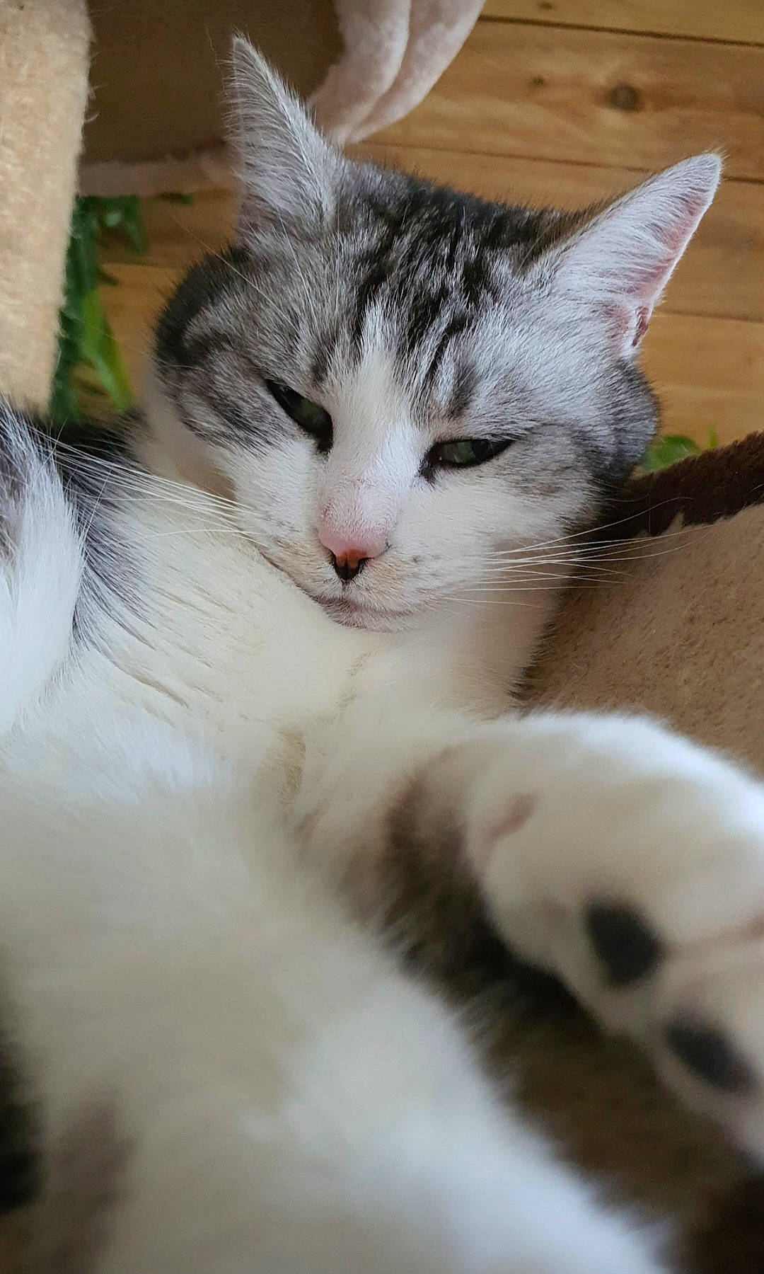 Poutchie participe au concours pour gagner de l'argent avec cette photo : carnivore, cat, claw, domestic_short_haired_cat, felidae, fur, paw, plant, small_to_medium_sized_cats, snout, tail, tree, whiskers, window