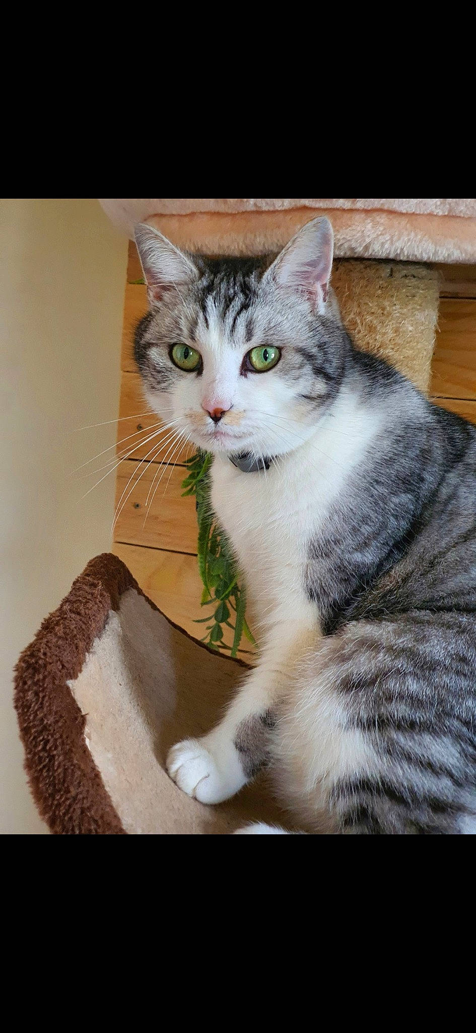 Poutchie a rejoint le concours — aidez-le/la à gagner de superbes lots ! art, carnivore, cat, domestic_short_haired_cat, eye, felidae, foot, fur, head, paw, photo_caption, sitting, small_to_medium_sized_cats, snout, tail, terrestrial_animal, tree, whiskers, window