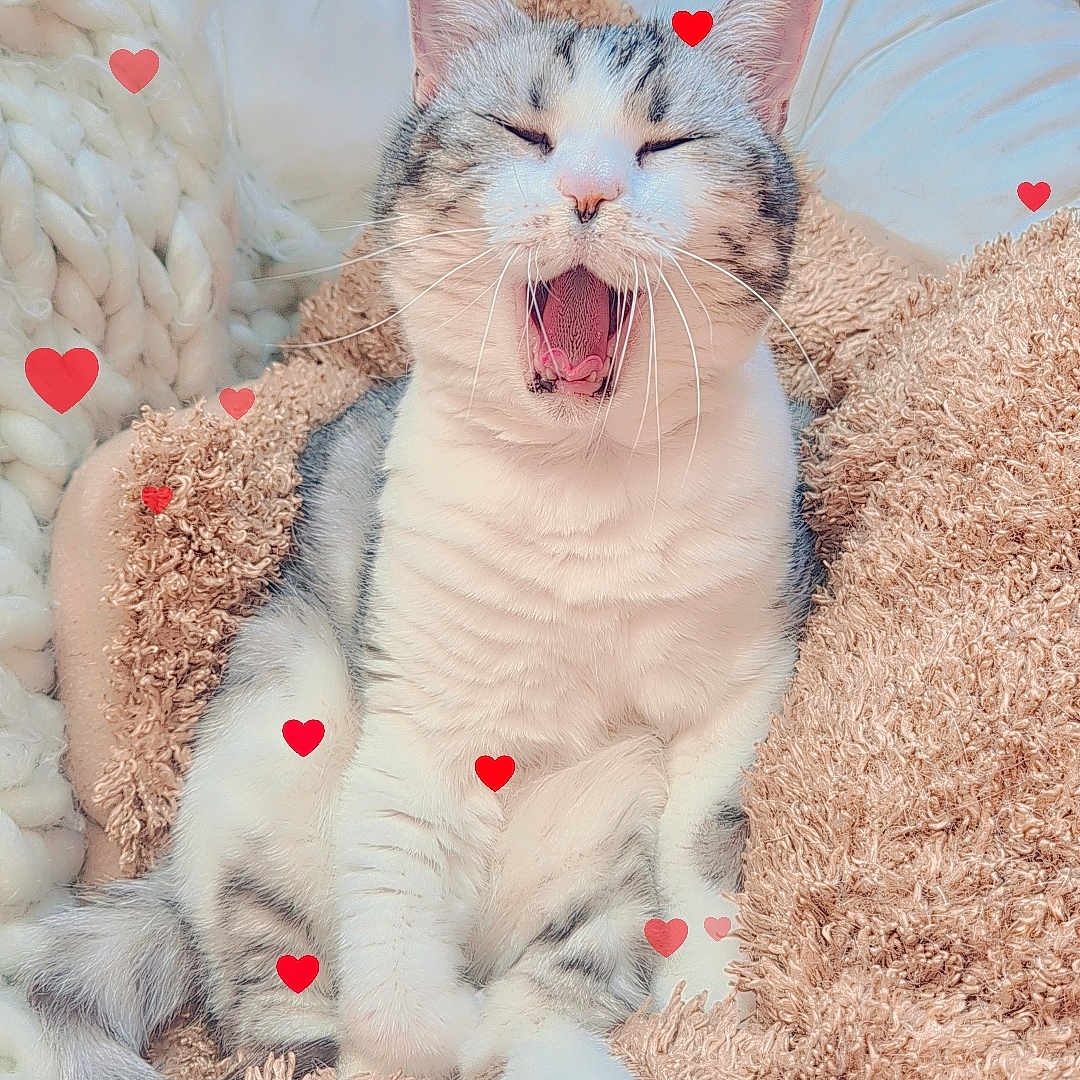 Poutch participe au concours pour gagner de l'argent avec cette photo : animal, blanket, bodypart, cat, couch, cushion, face, furniture, head, homedecor, indoors, kitten, manx, mouth, person, pet, photography, portrait, sleeping, tongue