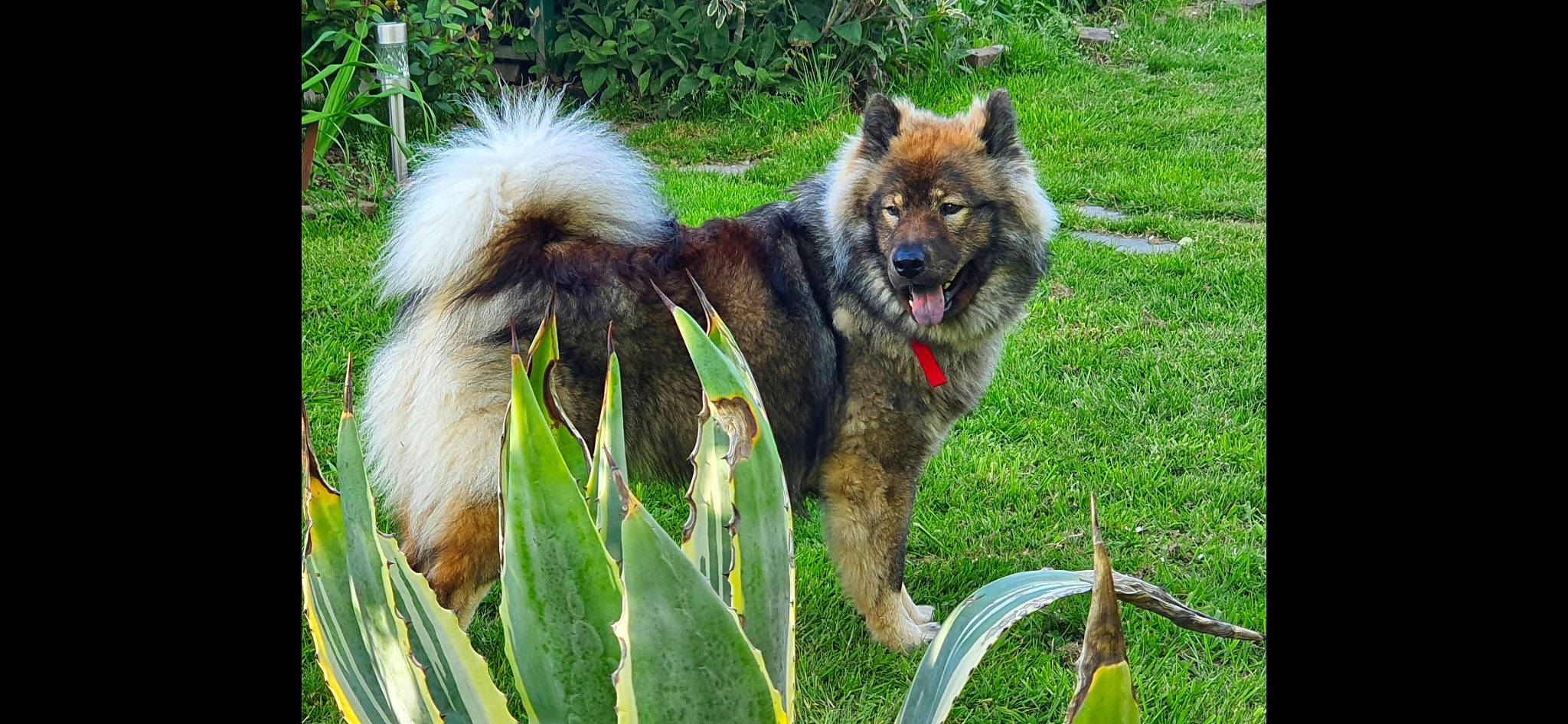 Tsouky participe au concours pour gagner de l'argent avec cette photo : canidae, carnivore, collar, companion_dog, dog, dog_breed, dog_supply, fawn, german_shepherd_dog, grass, herding_dog, keeshond, king_shepherd, old_german_shepherd_dog, plant, snout, sporting_group, tail, working_animal, working_dog