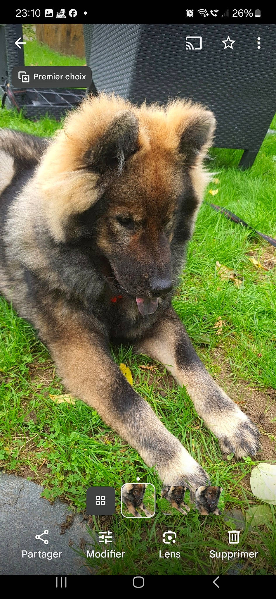 Tsouky a rejoint le concours — aidez-le/la à gagner de superbes lots ! canidae, canis, carnivore, companion_dog, dog, dog_breed, fawn, fur, grass, green, plant, snout, terrestrial_animal, whiskers, wildlife, working_animal, working_dog, zoo