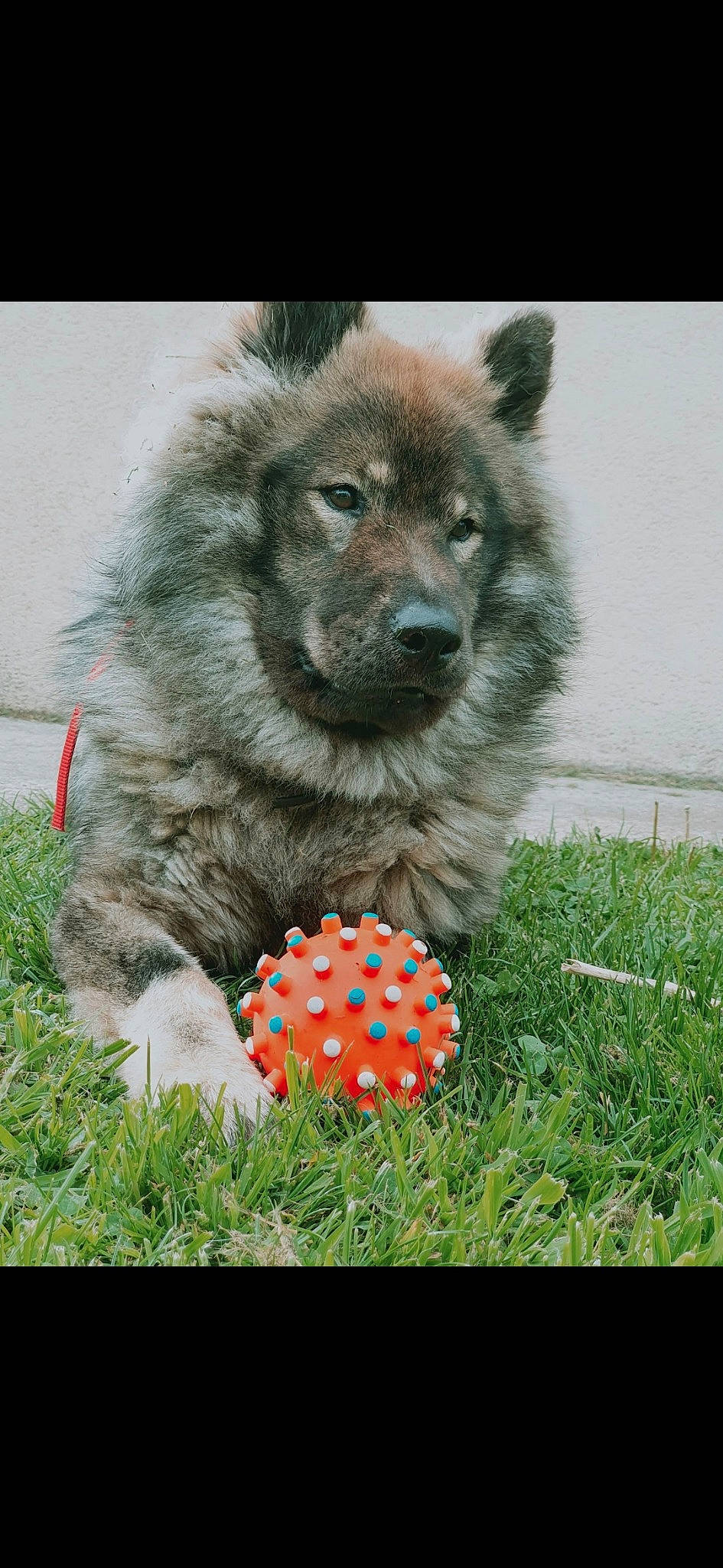 Tsouky participe au concours pour gagner de l'argent avec cette photo : ancient_dog_breeds, canidae, canis, carnivore, companion_dog, dog, dog_breed, dog_supply, fur, german_spitz_mittel, grass, non_sporting_group, pet_supply, plant, snout, spitz, sporting_group, terrestrial_animal, working_animal, working_dog
